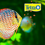 TETRA PRO COLOR CRISP 210GR